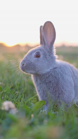 a close-up of a grey rabbit in green grass at sunset