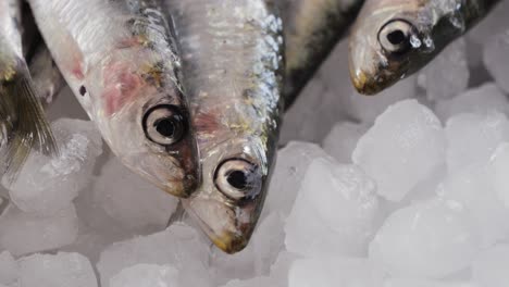 fresh sardines on ice