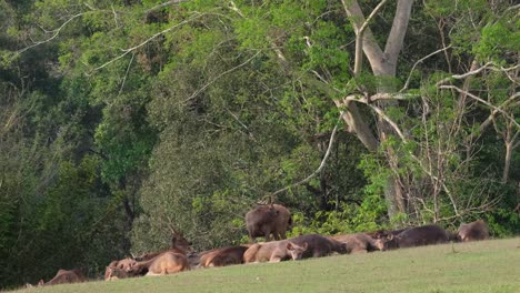 a stag standing in the middle then a doe runs away to the left while the rest rested on the grass during a summer afternoon