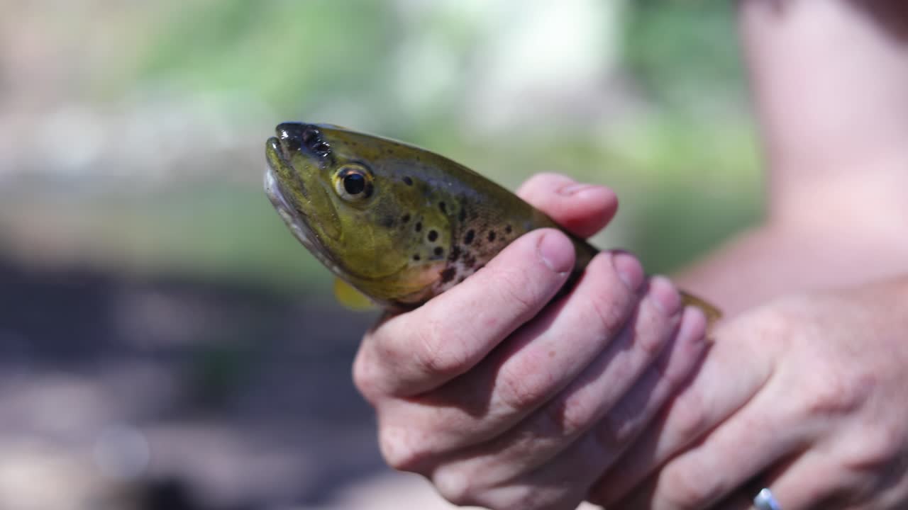 Un primo piano di una trota fario appena pescata nei fiumi dell'entroterra montuoso australiano.