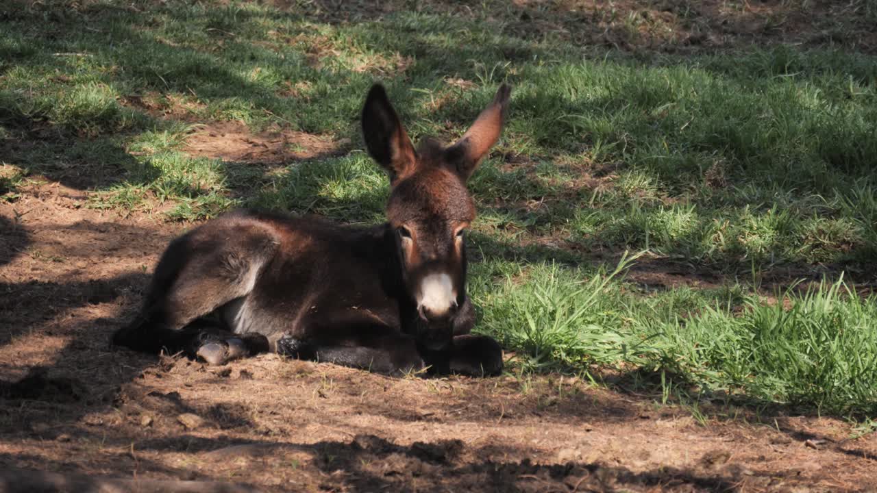 큰 귀를 가진 귀여운 아기 당나귀는 풀이 무성한 목장의 얼룩덜룩한 그늘에 놓여 있습니다