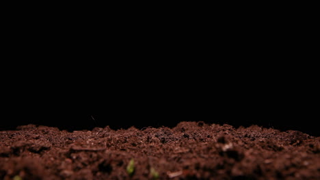 time lapse - peas sprouting in soil, studio, black background, wide shot