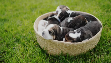 beagle puppies dozing in a basket that stands on the green grass.