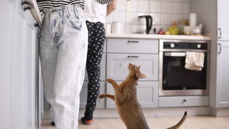 woman is holding a piece of food in her hand, a cat is jumping for food in the kitchen