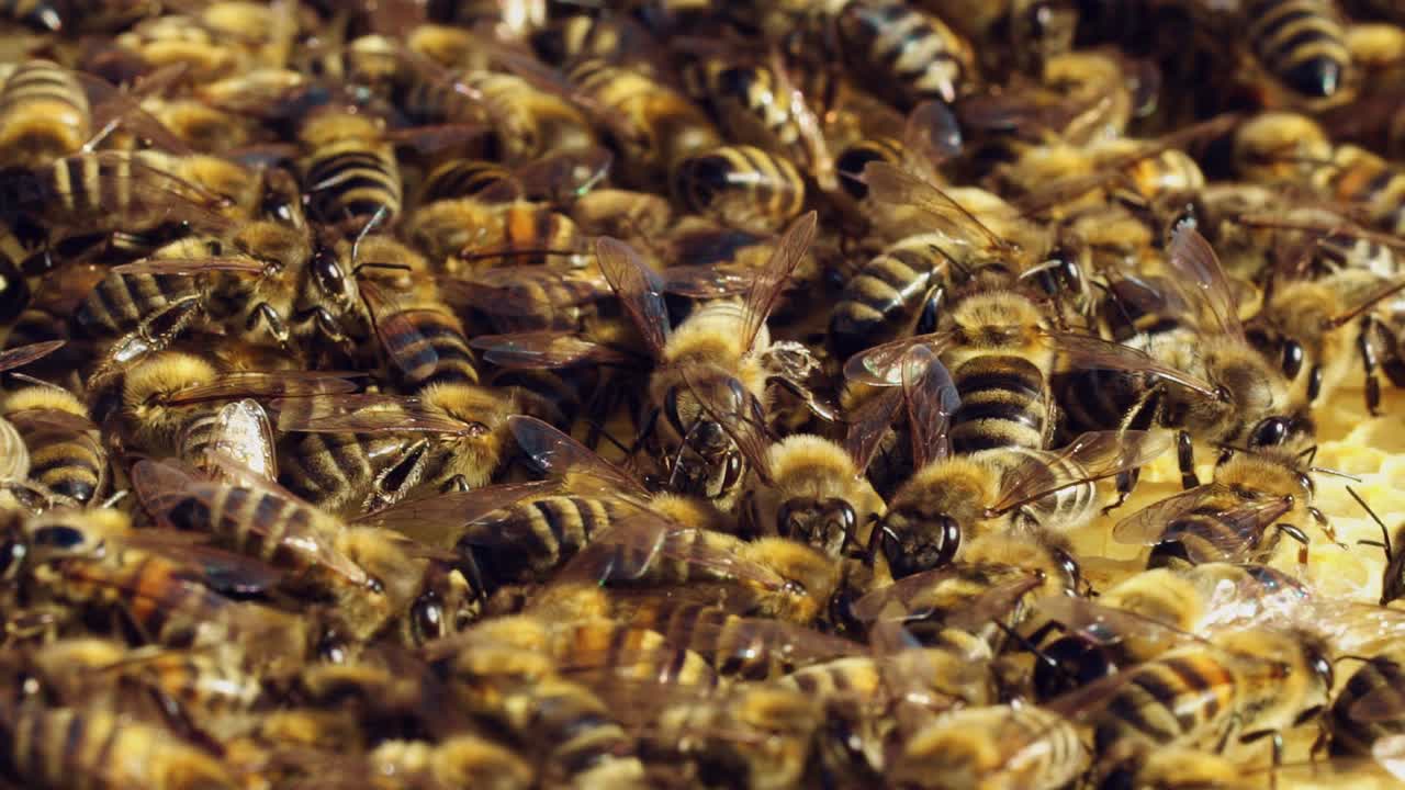 Many bees crawling close to each other on beehive frame outdoors. Slow motion of honey bees fluttering their wings and working together in summer. Close-up