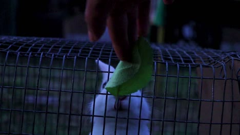 una toma de revelación oscura de conejos blancos en una jaula alcanzando las hojas que se alimentan a ellos