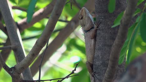 large lizard on the side of a tree in the breeze