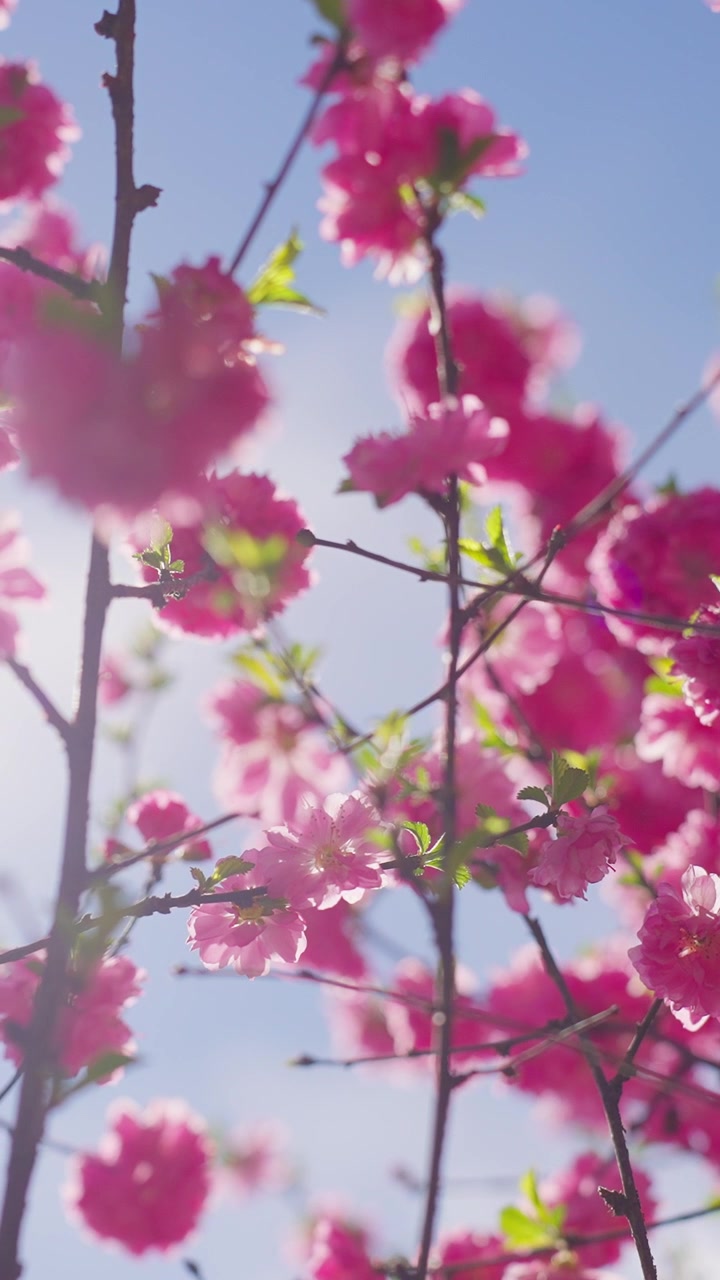 Pink blossoms shimmer in sunlit branches. Soft focus blurs petals, creating dreamy depth. Springtime warmth radiates from vibrant blooms. Clear blue sky provides tranquil backdrop
