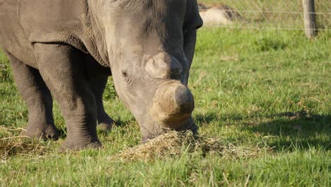 Front-view-of-an-adult-rhino-that-has-been-dehorned-to-protect-it-from-poachers