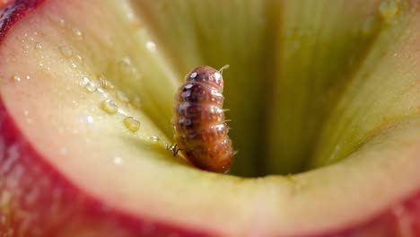 close-up of a pitcher plant with a small insect inside