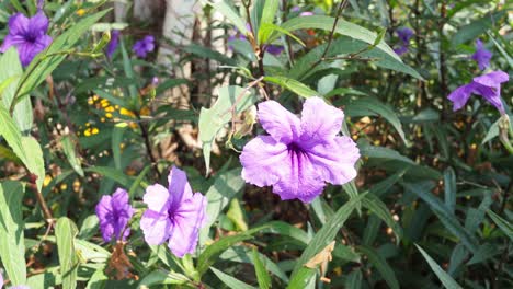 flores púrpuras balanceándose suavemente en la brisa