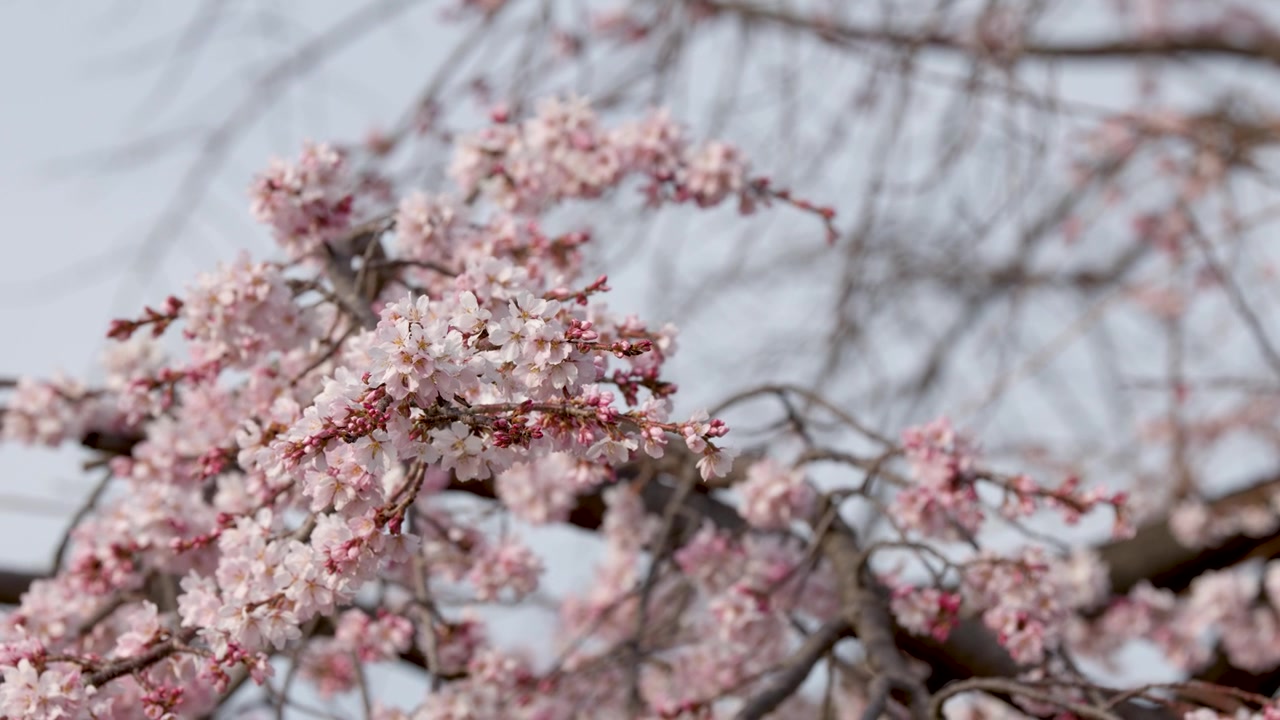 Primo piano di fiori di sakura rosa in fiore sui rami degli alberi che ondeggiano contro un cielo tenue