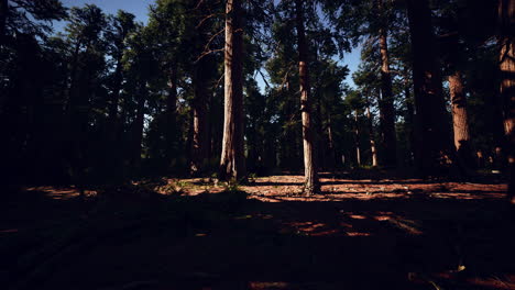 Berühmter-Mammutbaumpark-Und-Riesenmammutbaum-Bei-Sonnenuntergang