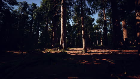 famous-Sequoia-park-and-giant-sequoia-tree-at-sunset