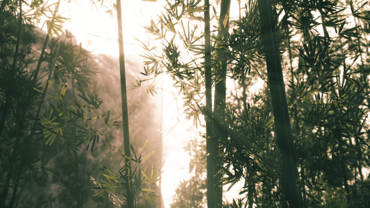 bosque de bambú al amanecer o al atardecer