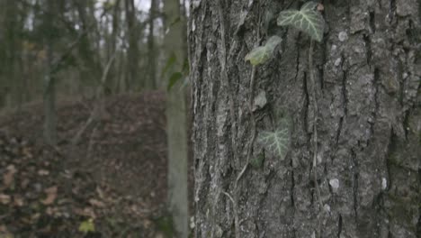 bark of tree and variety of plants and moss who is growing on it