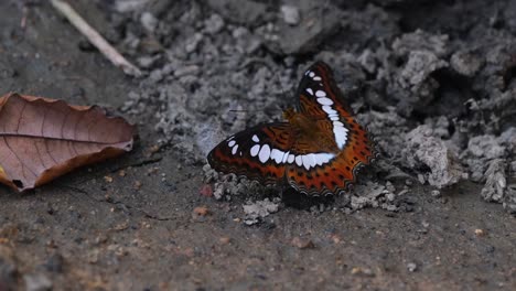 mirando hacia la izquierda mientras vibra su ala y luego batiendo mientras el suelo detrás de él se expande mostrando una criatura que sale de él, el comandante, mariposa, moduza procris, tailandia
