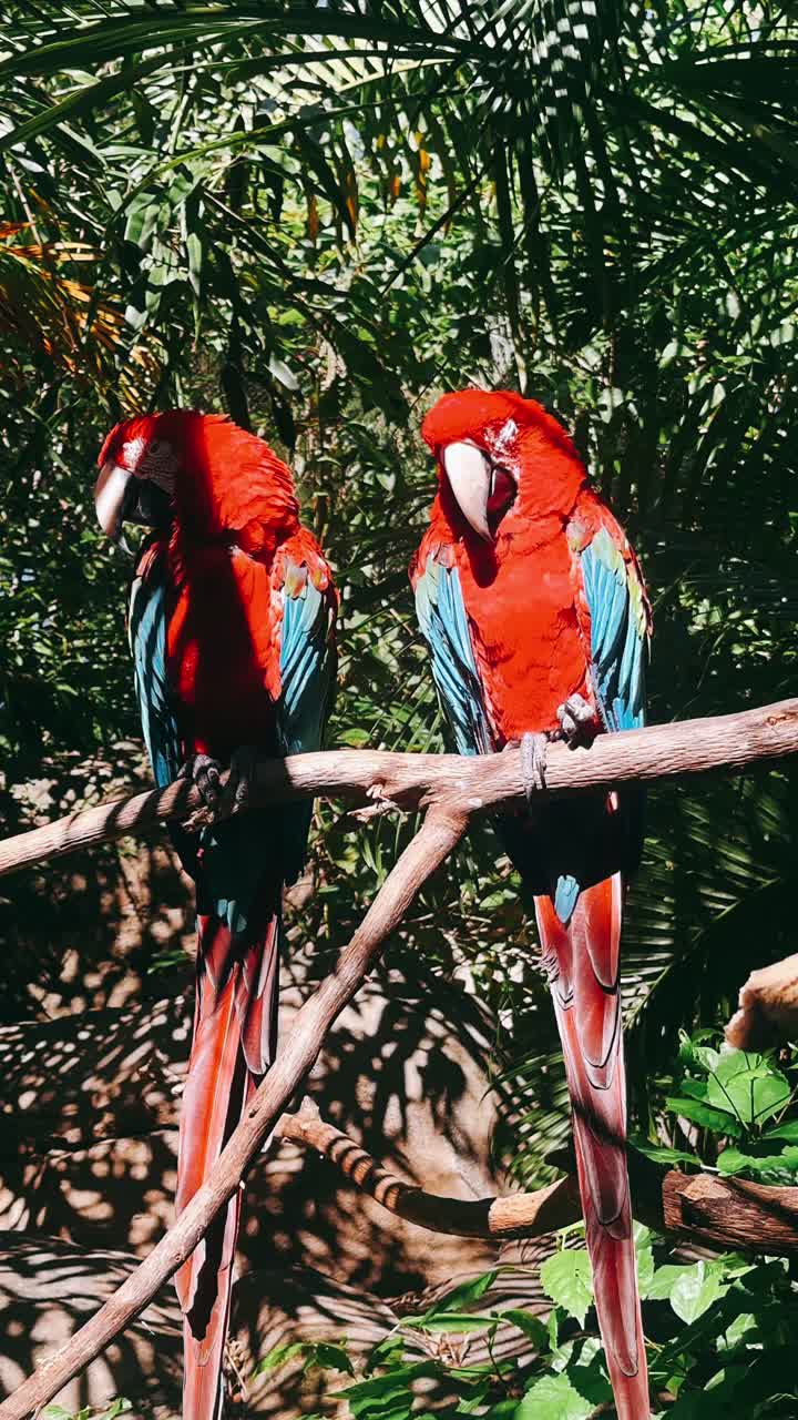 Two Red Macaws in a Tropical Forest