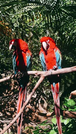 dos araos rojos en un bosque tropical