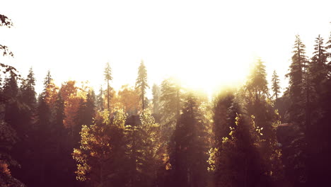 Sonnenlicht-Im-Fichtenwald-Im-Nebel-Auf-Dem-Hintergrund-Der-Berge-Bei-Sonnenuntergang