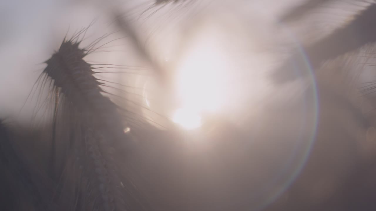 una vista de cerca de un campo de trigo