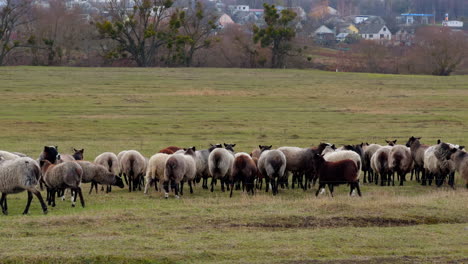 herd of domestic sheep pasturing in the field at countryside. cute animals graze in autumn. village houses at backdrop.