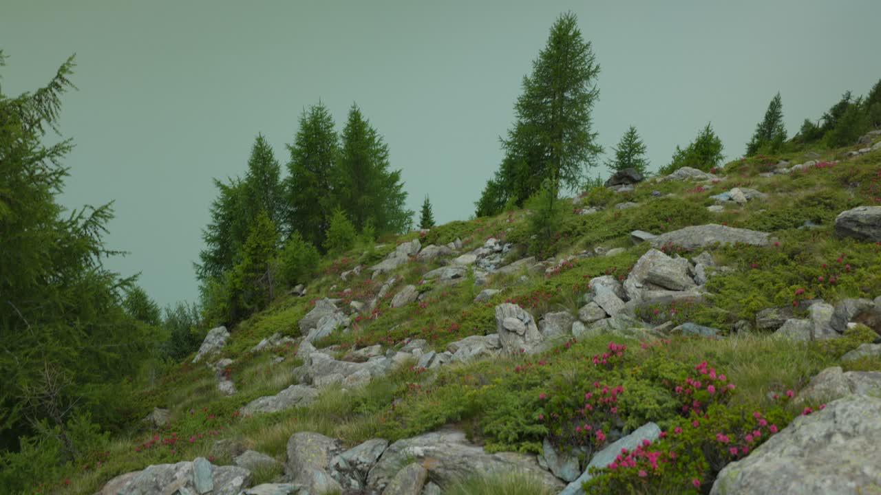 наклон вверх от растительности над ледниковым озером к облачному небу