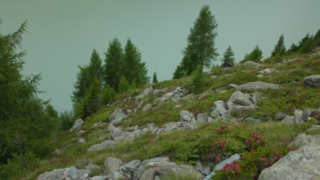 Neigung-Von-Der-Vegetation-über-Dem-Gletschersee-Zum-Bewölkten-Himmel