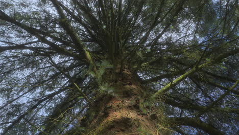 old pine tree with moss