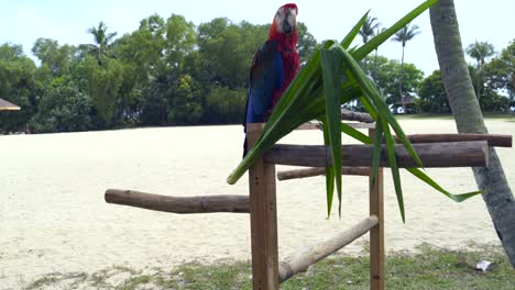 parrot ara sits on a tree branch