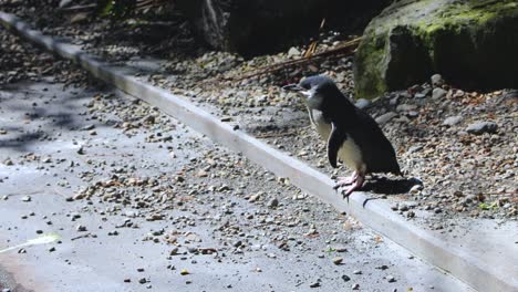 Pequeño-Pingüino-Azul-En-Busca-De-Familia