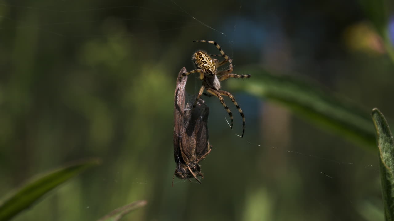 araña capturando mariposa en la red