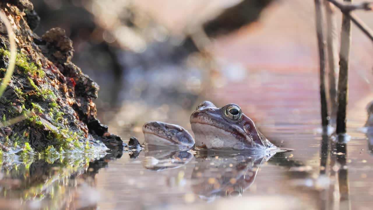 연못에서 갈색 개구리 (rana temporaria) 클로즈업.