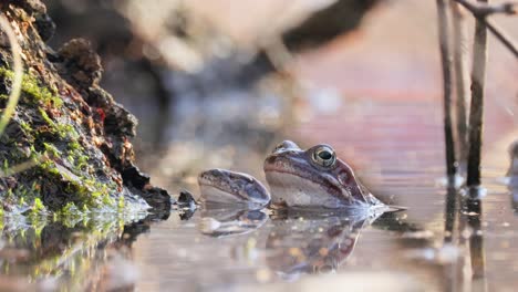 Brown-frog-(Rana-temporaria)-close-up-in-a-pond.