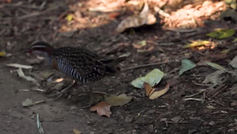 a brown bird searches for food on the ground