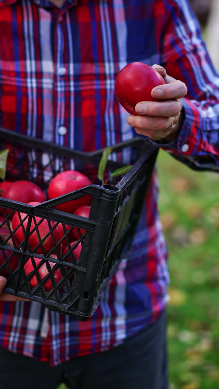 A box of red ripe freshly picked apples in the hands of unrecognized man standing in the garden. Farmer takes fruit and checks them thoroughly. Vertical video