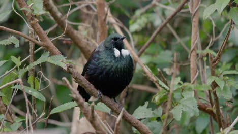 4k-shot-of-the-Tui