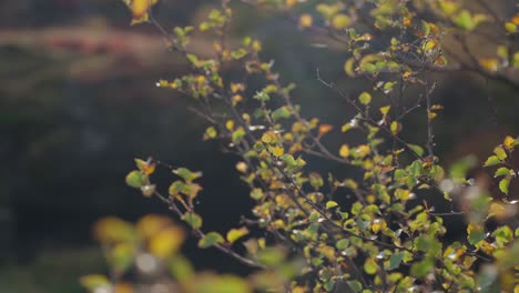 가을의 바람에 노란색 잎에  ⁇ 은 거미줄