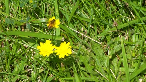 bee on small yellow flower