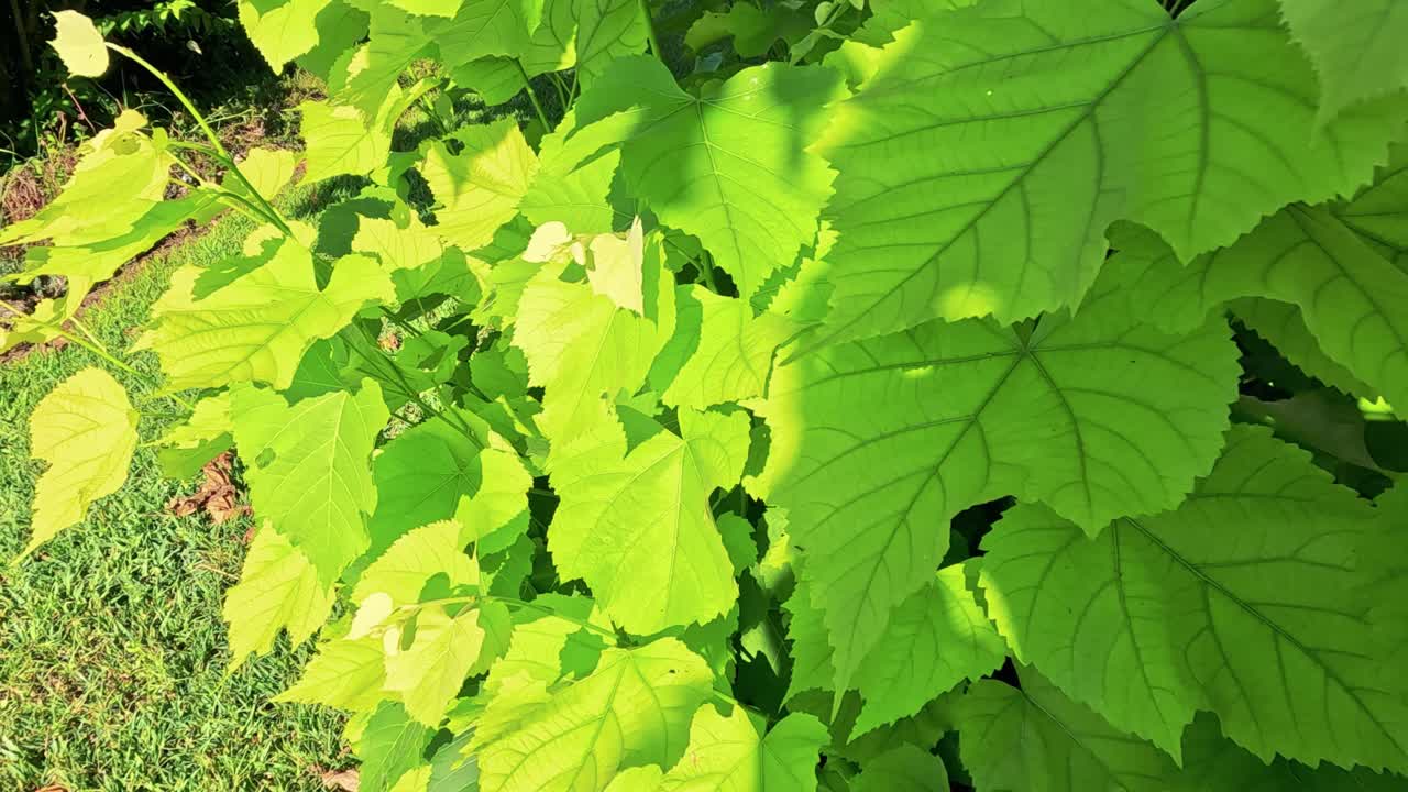 포도원 에 있는 푸른 잎자루