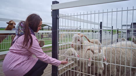 the fluffy charm of angora goats: farm therapy