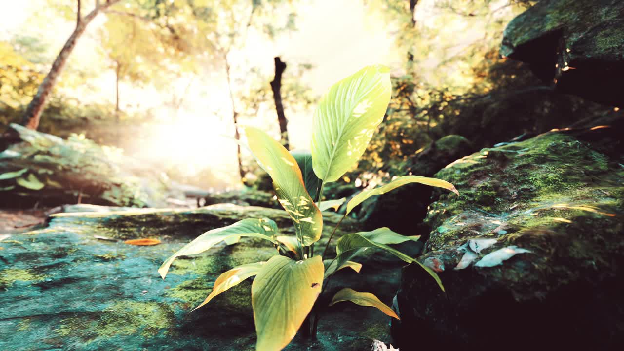 열대우림의 안개와  ⁇ 빛