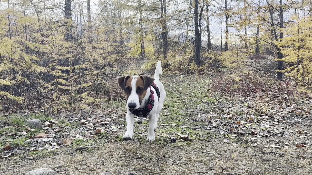Small dog explores a peaceful autumn forest path