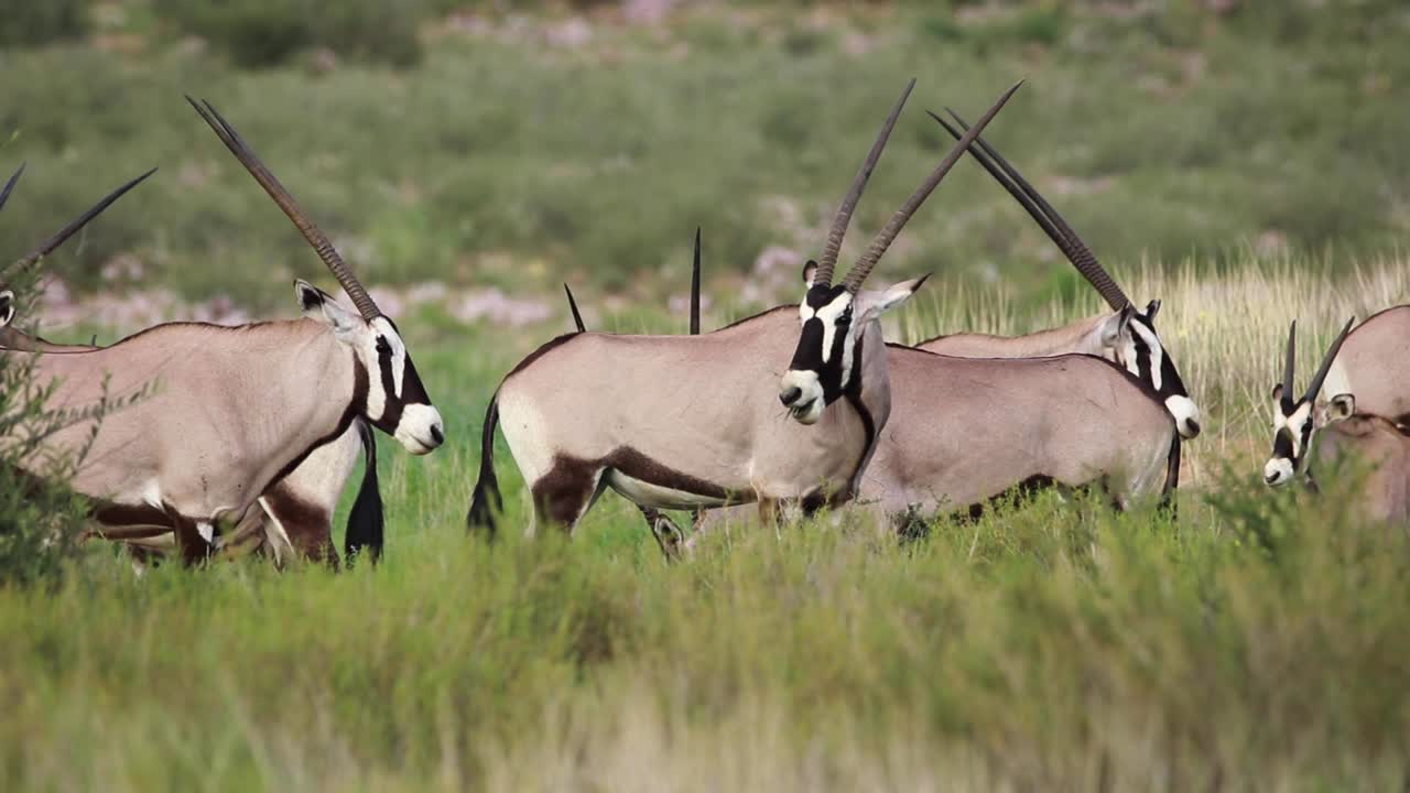 크갈라가디 트랜스프론티어 공원의 무성한 녹색 초원에서 먹이를 먹고 있는 오릭스 영양 무리의 낮은 각도 샷
