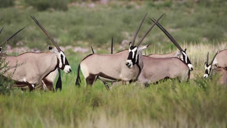 disparo en ángulo bajo de una manada de antílopes oryx alimentándose en las exuberantes praderas verdes del parque transfronterizo kgalagadi