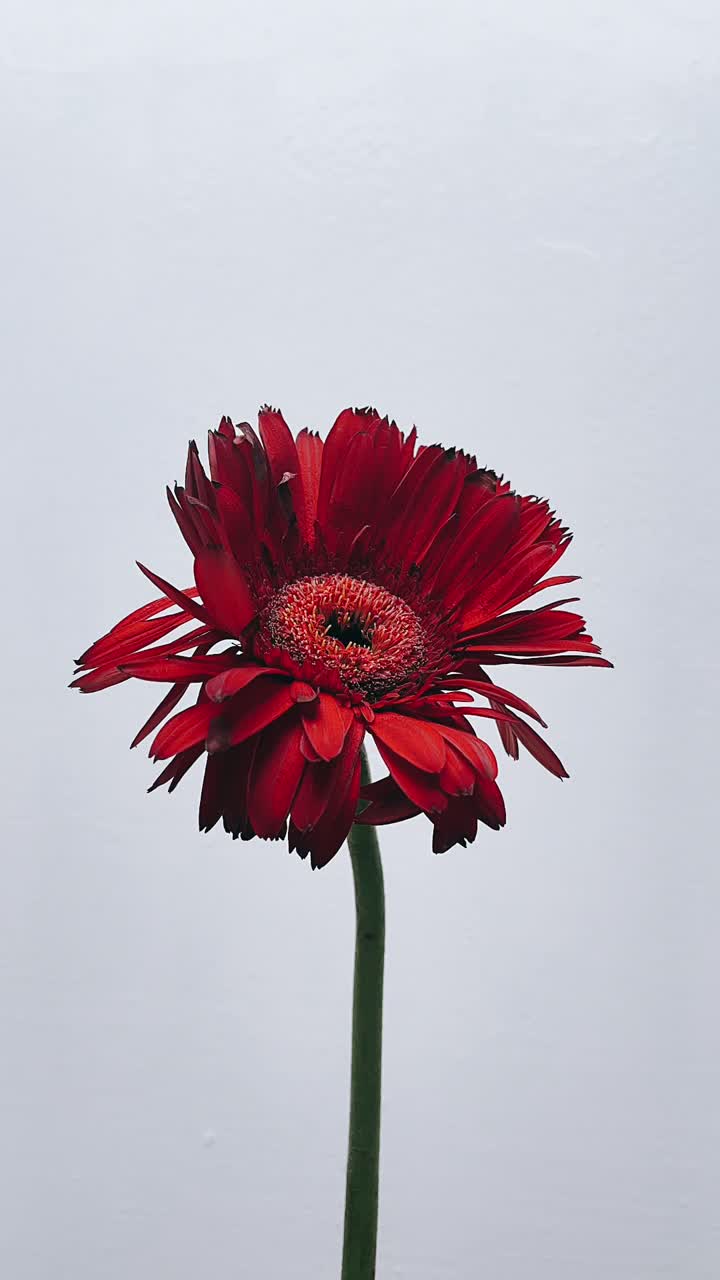 flor de gerbera roja