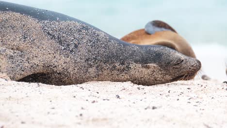 Pareja-De-Leones-Marinos-De-Galápagos-En-Peligro-De-Extinción-Besándose-En-La-Playa-En-La-Isla-San-Cristobal,-Galápagos,-Ecuador