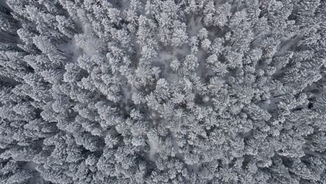 Vista-Aérea-De-Pinos-Nevados-En-Un-Gran-Bosque-En-Las-Montañas-Wasatch-En-Utah