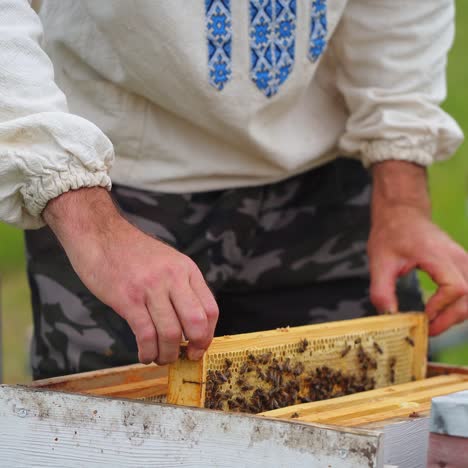 beekeeper is working with bees and beehives on the apiary. frames of a bee hive