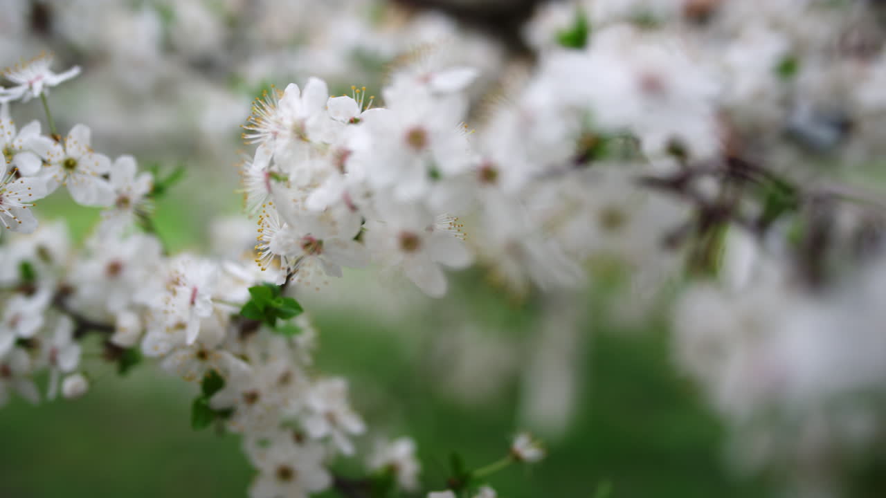 White cherry tree blossom in spring garden. White flowers blooming cherry